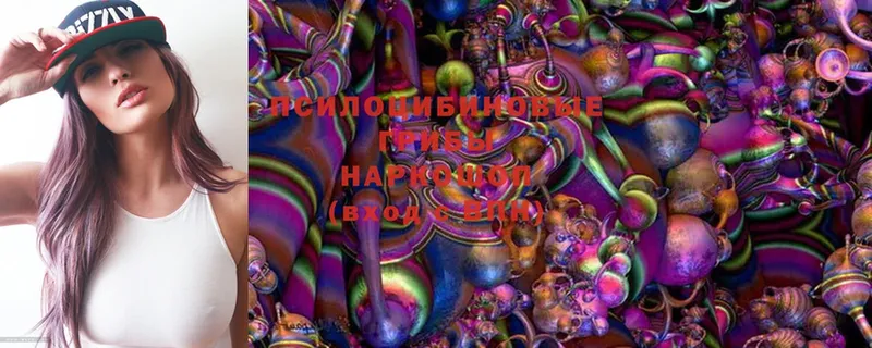 Псилоцибиновые грибы Magic Shrooms  хочу   Светогорск 